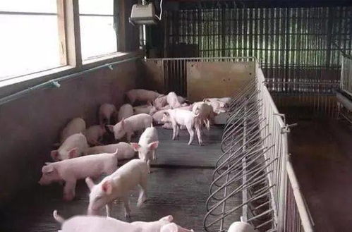 外購仔豬進場后,發病率高,怎么預防