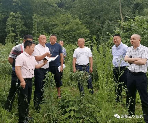 市政府召開研究解決新建生豬規模養殖場有關問題的會議