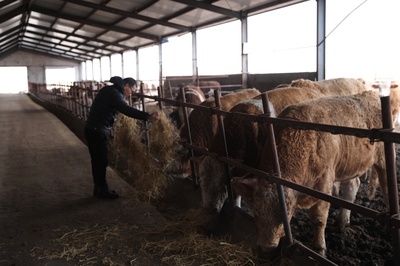 飼草料儲備充足 牲畜&ldquo;越冬&rdquo;不發愁
