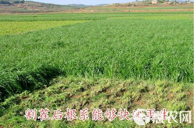 黑麥草種子包郵多年生四季牧草耐寒高產再生耐收割養殖牛羊魚兔草