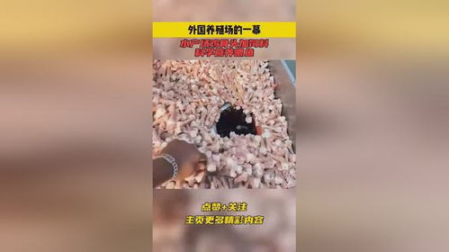 外國養殖場的一幕,水產場雞骨頭加飼料,科學營養喂魚