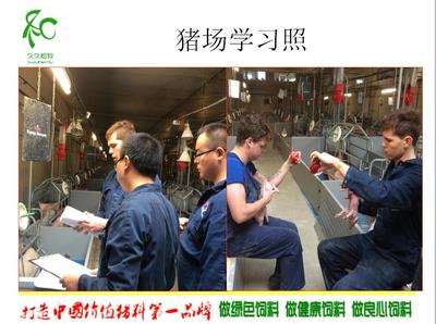 黨廣輝:歐洲現代化高效養豬技術-荷蘭豬場考察學習分享