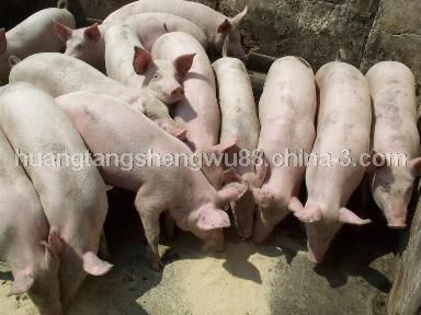 豬用高活性 高純度菌種飼料 全程無(wú)抗