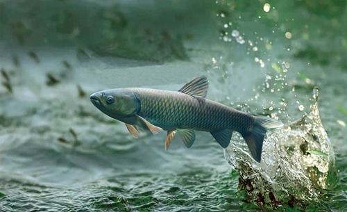 首個(gè)草魚(yú)腸道微生物基因目錄構(gòu)建