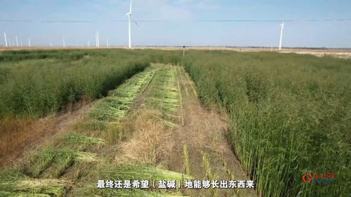 種適其地,地育其種 草業科技讓鹽堿地與牧草共赴新生