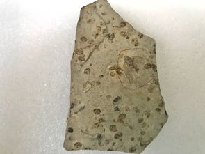 融入自然：在昆蟲(chóng)與飼料標(biāo)本中理解萬(wàn)物相生