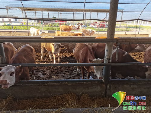 動科學(xué)子三下鄉(xiāng) 飼料科技助力養(yǎng)殖，青春服務(wù)三農(nóng)實踐